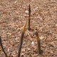 Image for article titled Homicidal Lunatics Busted Rigging a Popular Trail With Deadly Medieval Booby Traps